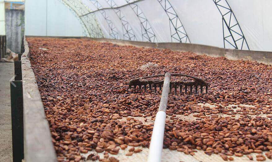 Ghana Cocoa Board Secures 600m Dollar Loan For Crop