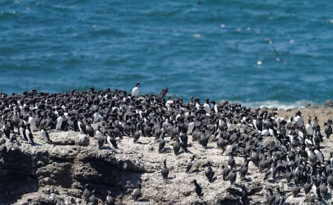 Australia Confirms First Case of H5 Bird Flu in a Mammal as Virus Spreads to Marine Life